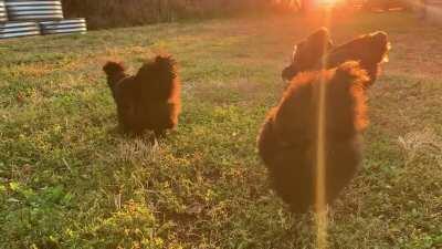 My girlfriends’ grazing in the glow.
