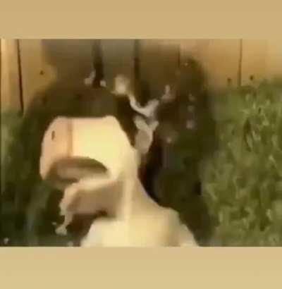 cursed_dairy section