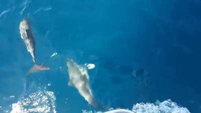 Nothing like dolphins!