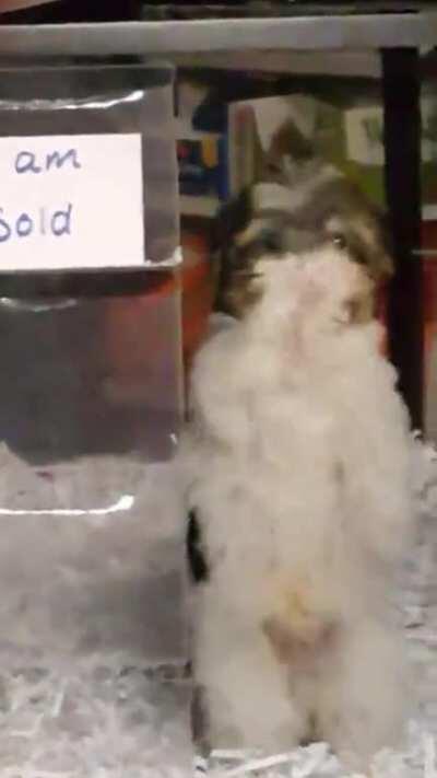 The old mods celebrating their shared 3,000$ paycheck