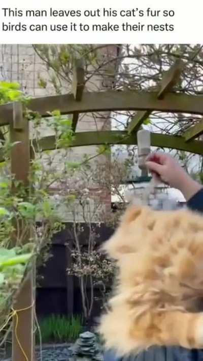 That'll be a comfy nest