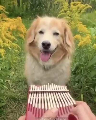 You've scrolled enough, enjoy happy doggo and music