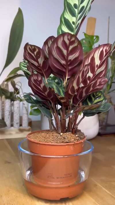 Plants drinking water