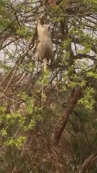 Tiger climbs the tree to get the monkey, but....