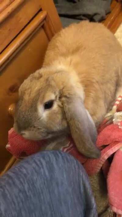 I really don’t know weather he likes being pet or not, normally don’t they run away if there scared? We’ve had him for 6 months and he’s about a year old.