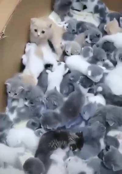 When i will be a grandmother i want to have so many cats at home