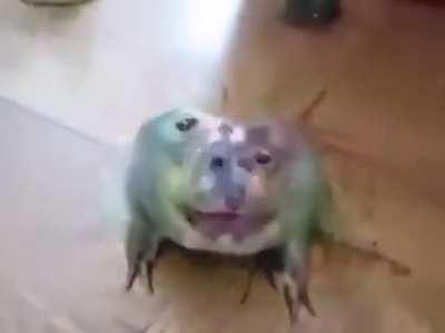 F̴̡͚͙͛̌ ̵̛̪̮͆͐͆Ŗ̷̯̠̱̲͖̠̠̺̭̉͜ ̸̡̢̧͕͉̖̞̞̰͙̹̈́́̈́̃͋͆̋͂̈́̂Ǫ̴̠̟̻̣͌̎̐́̓̓͘ ̶̰̙̭̭̙̱̈́̀̓̀̈́̿͘̕Ǧ̷͔̣̏̈́̔̏ͅ