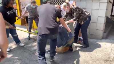 Guess the breed before you see its face