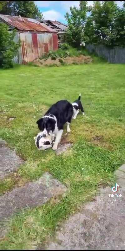 This is the most border collie shit I've ever seen 😭😅