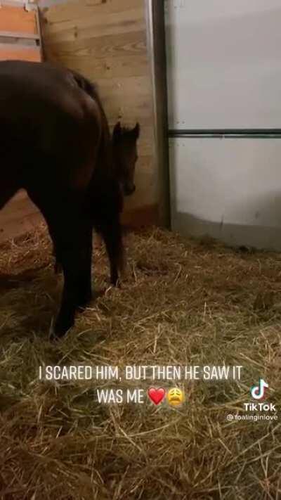 Him peaking around mama is the cutest thing ever.