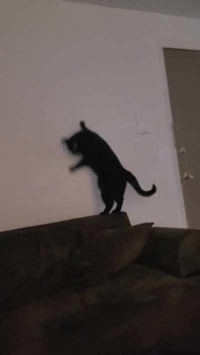 (OC) There's no bug or dust or anything. He does this all the time in different parts of the house. Still love the little weirdo.