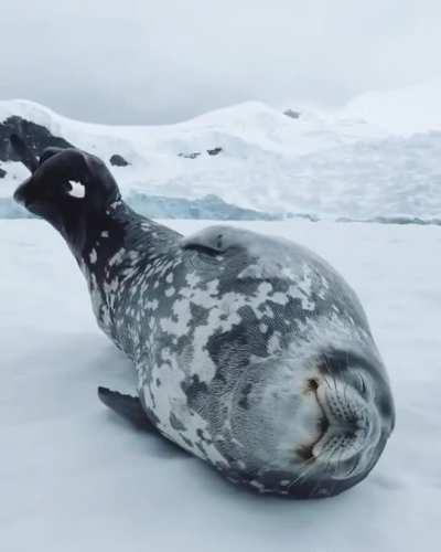 This Weddell seal talking in his sleep