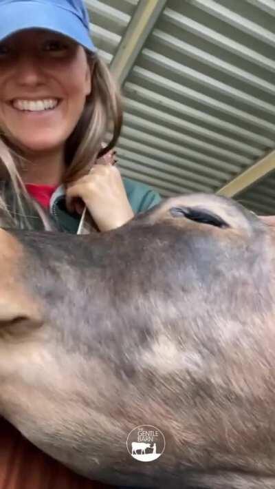 Caretaker at The Gentle Barn sanctuary tries to play guitar for the cows, but cows are too eager to cuddle