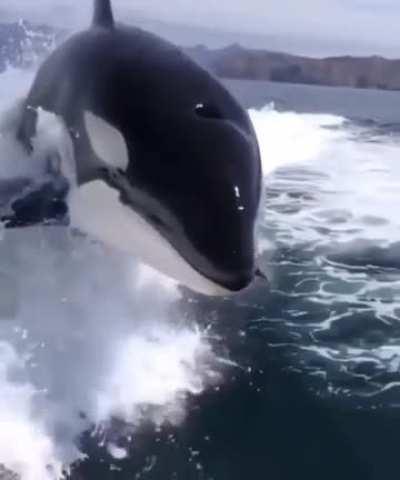 Orca Swims Beside Boat