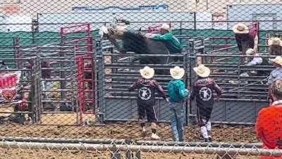 Bull won before it started [OC]