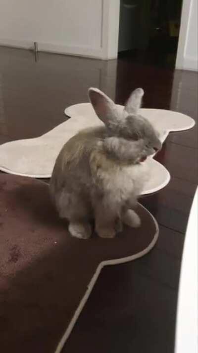 great yawn from a great bean