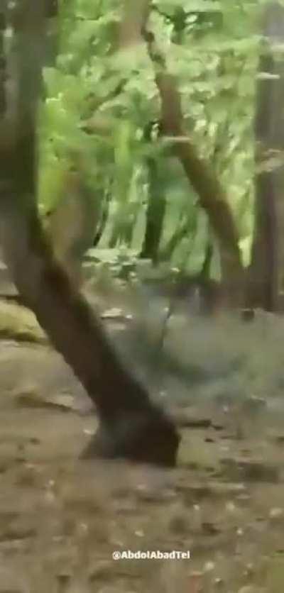 دوستان عزیز اهو اهو 🤣🤣🤣🤣🤣