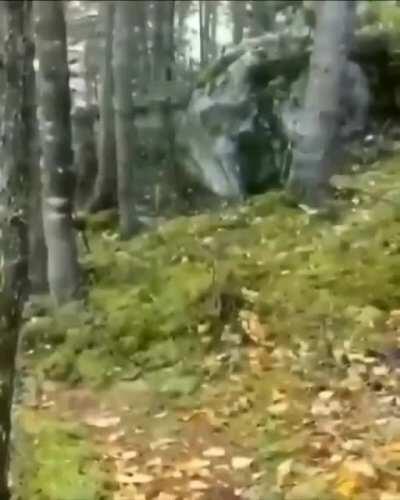 This connected tree roots system resisting intense winds in the Quebec forest and making it look like the ground is breathing