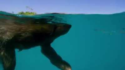 Faultiere sind erstaunlich gute Schwimmer!