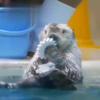 Many toys are fun, but this lovely sea otter is not greedy.