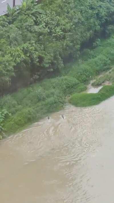 Otters playing in Klang river (near Mid V)