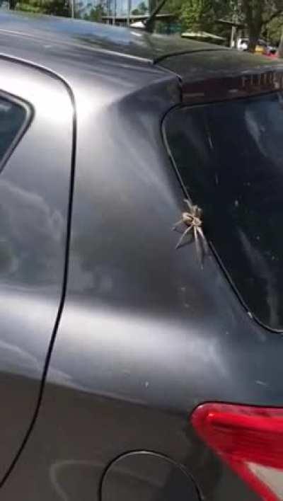 An unlikely hero swoops in to save a woman from a huge spider