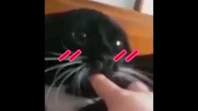 Le puedo chupar el dedo? 👉👈