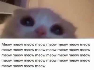 Meow 