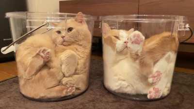 oWnEr mElT InNoCeNt cAtS AlIvE