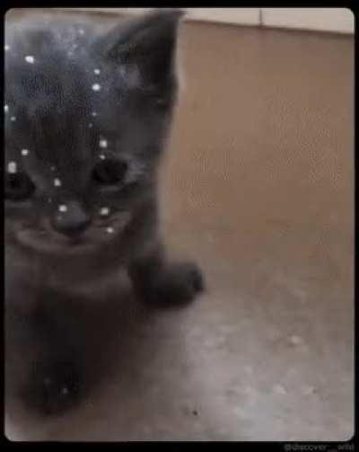 Smol collateral damage