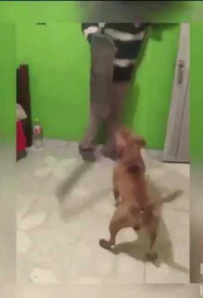 GALTHOR, THE MACHETTE WEILDING PIT BULL!!