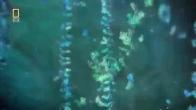 Sana Transcendence - Limitless