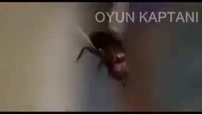Oyun kaptani spiderman küfürli