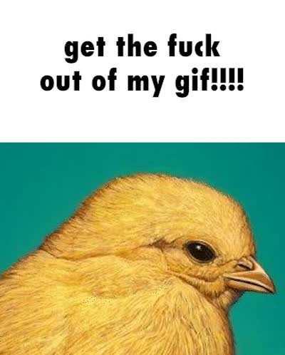 what a stupid fucking bird