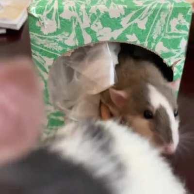 Ratites found a new house