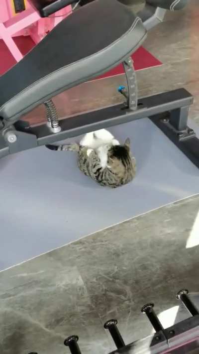 Pumping up your abdominal muscles with your cat