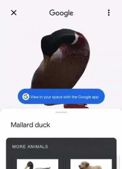 Duck