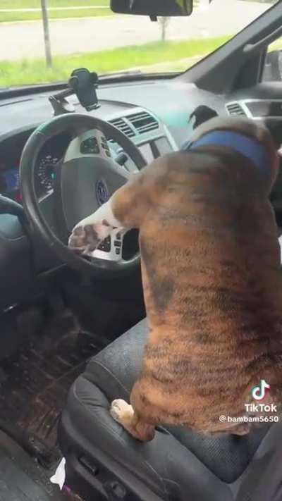 A dog and his steering wheel 