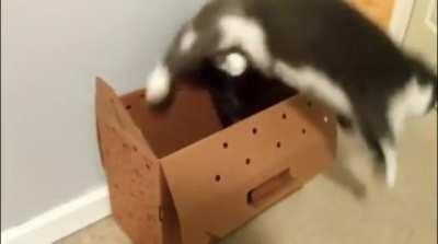 Look how many cats come out!