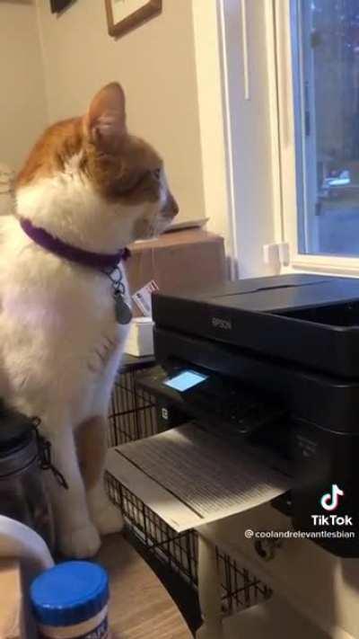 Something touched the paw