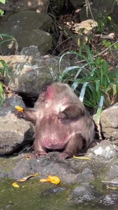 Landchad of the jungle