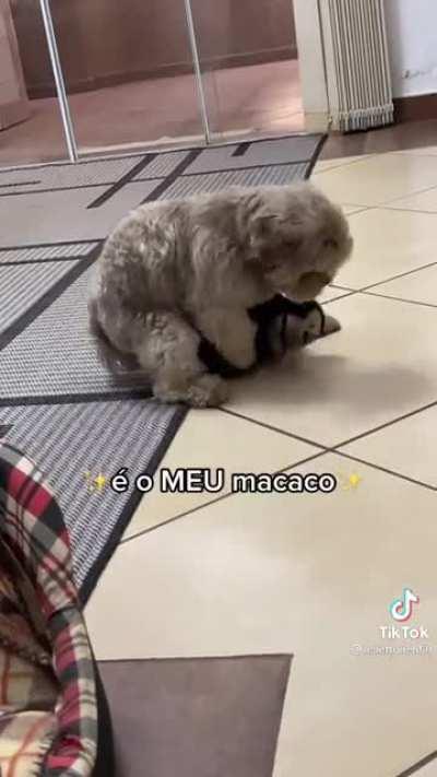 É MEU MACACO KKKKK