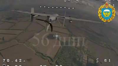 Interceptor drones of the 56th air assault regiment target ukrainian reconnaisance UAV over the Kursk region