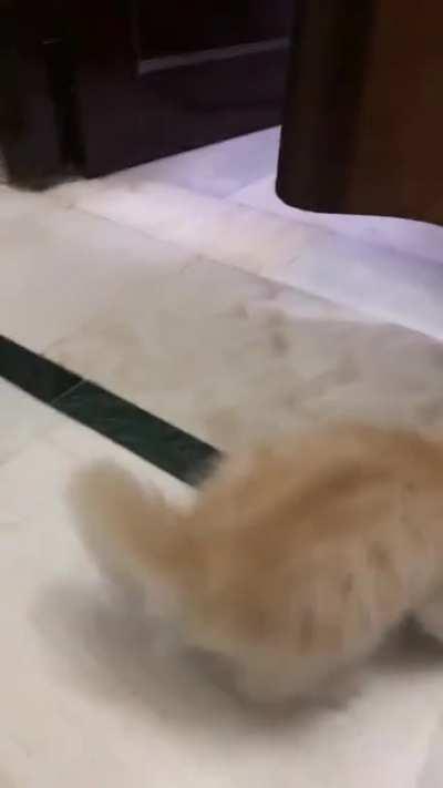 My 2 month old Freddie