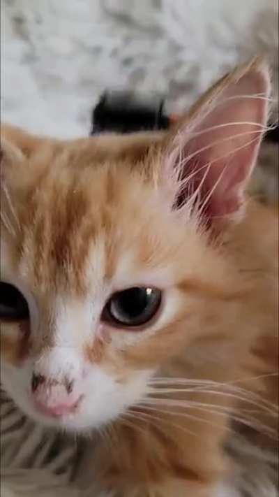 Yesterday someone commented on my video of Waffles saying they wished the video wasn't muted so they could hear him pur. Here you go. ❤