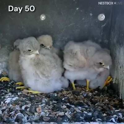 🔥It took 65 days for Common Kestrel eggs to transform into beautiful birds.