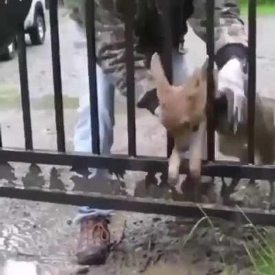 Aiding a fawn out of a tight situation