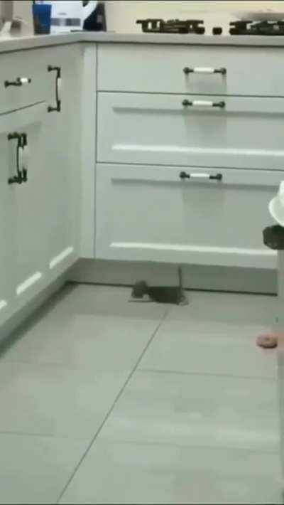 An attempt was made. Now pick up the little baby and give it all the cuddles.