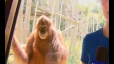 Monke with murderous intent