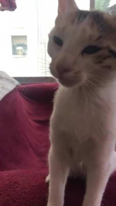 Tiny post-nap yells, with bonus big cat post-nap squeak